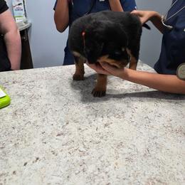 Female 1 - Black and mahogany female Rottweiler puppy in Humble, Texas from Inexorable Haus Early Rotts