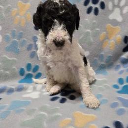 Girl 2 - Parti female Goldendoodle puppy in La Junta, Colorado from Double J’s Doodles