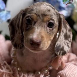 Luna - Dapple female Dachshund puppy in Fayetteville, West Virginia from Loop Creek Dachshunds
