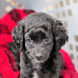Poppy - Black and white female Cockapoo puppy in Dayton, Ohio from L&L Cockapoos
