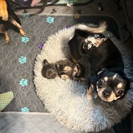 Tito - Chihuahua