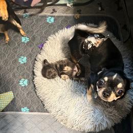 Tito - Chihuahua