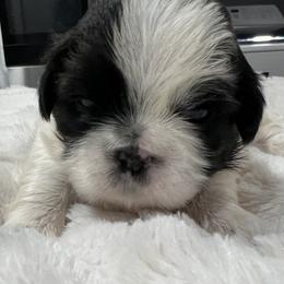 Cookie - Black and white female Shih Tzu puppy in Winston Salem, North Carolina from Jay&Ray Shih Tzu’s
