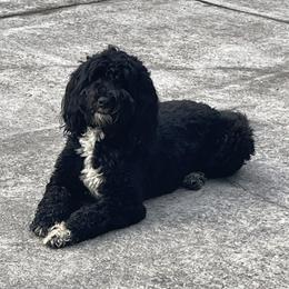 Portuguese Water Dogs from Delgatty PWDs
