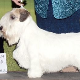 CH Andy - Sealyham Terrier