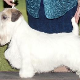 CH Andy - Sealyham Terrier