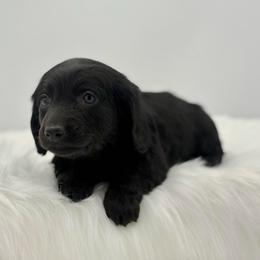 Sonny - Black male Dachshund puppy in Litchfield, Illinois from Charmm Dachshunds