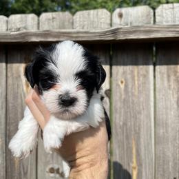 Havanese Puppies from Beota Havanese