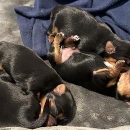 Yorkshire Terriers from Yorkshire Terrier Puppies