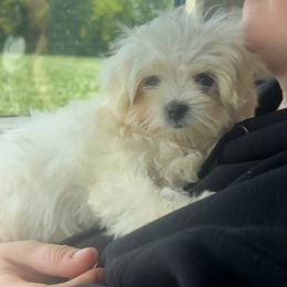 Oliver - Maltese