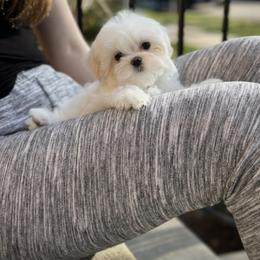 Lea - White female Maltese puppy in Chicago, Illinois from Leona's Maltese