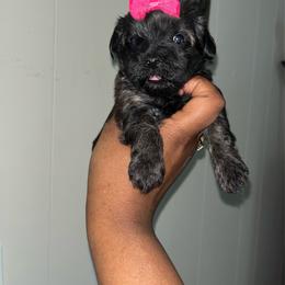 Stacie 2500 - Sable female Yorkipoo puppy in Gastonia, North Carolina from Dynasty Kennel