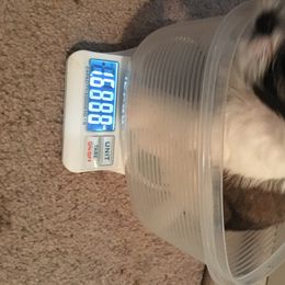 Shih Tzu Puppies from Sugar Paws Heavenly Shih Tzu’s