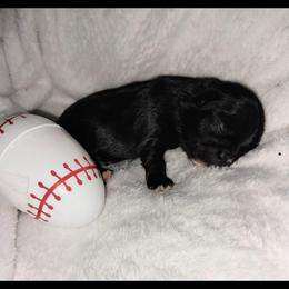 Teddy - Chocolate male Shih Tzu puppy in Arcadia, Florida from Kitsune Cuddles and kisses