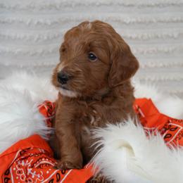 Goldendoodle Puppies from Maryland Doodles