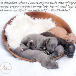 Azawakh and Italian Greyhound Puppies from Noblewinds