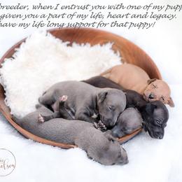Azawakh and Italian Greyhound Puppies from Noblewinds
