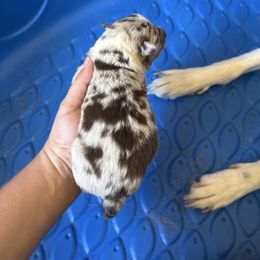 Mack - Red merle Border Collie puppy in Defuniak Springs, Florida from Blue Cypress Stock dogs