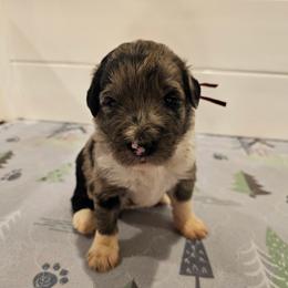 Maroon - Merle female Bernedoodle puppy in Shelby, North Carolina from Forever Grateful Doodles