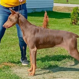 Latte - Doberman Pinscher