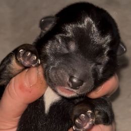 MameShiba AKC B:T - Black and tan male Shiba Inu puppy in Clewiston, Florida from Animal Farm Shiba Inus & Mameshibas