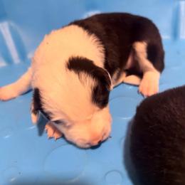 Rosebud (Buddy) - Black and white male Border Collie puppy in Lebanon, Oregon from Cahill’s Canines