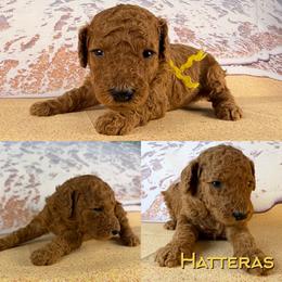 Hatteras - Red  female Poodle puppy in Swansboro, North Carolina from Monarch Standard Poodles