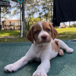 Light Blue Boy - Orange and white male Brittany puppy in Milner, Georgia from Hi-Hope Kennel