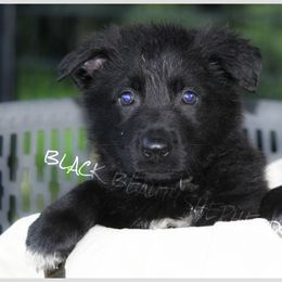 German Shepherd Puppies from Black Beauty Shepherds