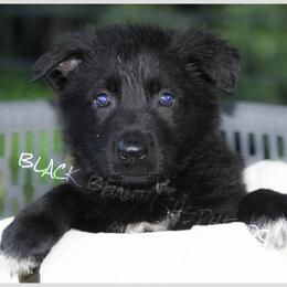 German Shepherd Puppies from Black Beauty Shepherds