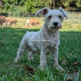Miniature Schnauzer puppies from Tiny Tushy Lodge