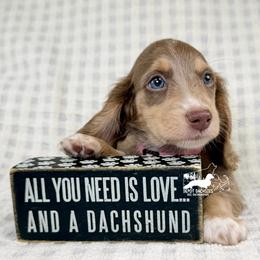 Maggie, Isabella, AKC - Fawn (isabella) and cream female Dachshund puppy in South Easton, Massachusetts from Depot Dachsies
