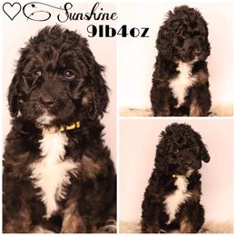 Double Doodle, Goldendoodle, and Sheepadoodle Puppies from Shaw Spring's Canines