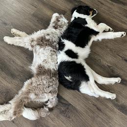 Aussiedoodle Puppies from White River Doodles