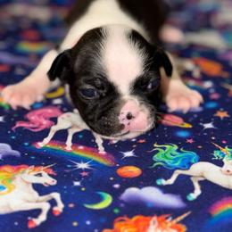 Pink ribbon - Black brindle and white female Boston Terrier puppy in Cedar Hill, Texas from Baldwins Boston Terriers