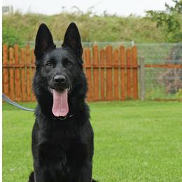 Mina - German Shepherd