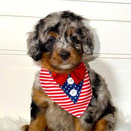 Pearl - Merle female Bernedoodle puppy in Beecher, Illinois from Erica’s Doodles