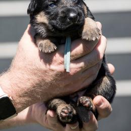 German Shepherd Puppies from Vom Haus Rabenstein
