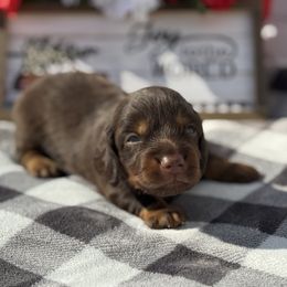 Abel - Chocolate and tan male Dachshund puppy in Colbert, Oklahoma from Brooke Crenshaw
