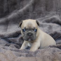 French Bulldog Puppies from Perfect Fit Frenchies