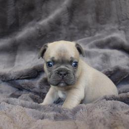 French Bulldog Puppies from Perfect Fit Frenchies