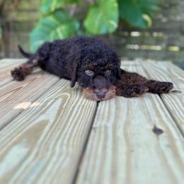 Rigel - Phantom male Goldendoodle puppy in Palmetto Bay, Florida from SOMIDOODLES