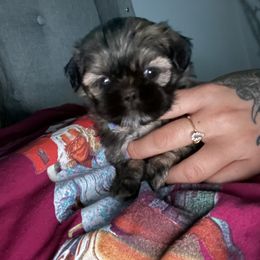 Shih Tzu Puppies from Shihtzus.Sc