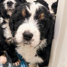Daisy - Tri-color female Bernedoodle puppy in Marne, Michigan from MI Doodles