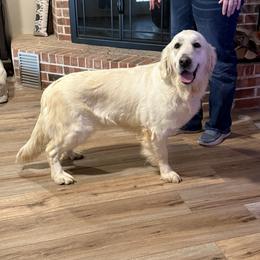 Golden Care Reese - Golden Retriever