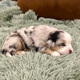 Cuddler - Blue merle male Miniature Australian Shepherd puppy in Edgar Springs, Missouri from Scott’s Aussies LLC