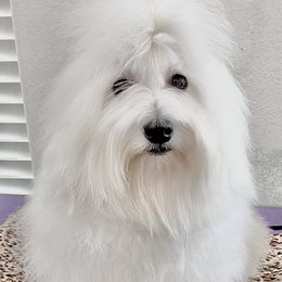 Lyra - Coton de Tulear