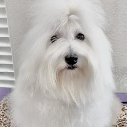 Lyra - Coton de Tulear