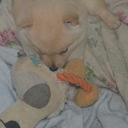 Schipperke Puppies from Delilah's Schipperkes