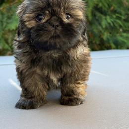 Alfie - Brindle male Shih Tzu puppy in Rockville Centre, New York from Magnolia Tzus